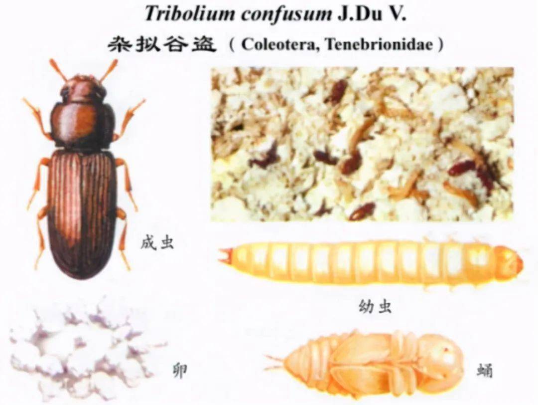 拟谷盗虫幼虫图片