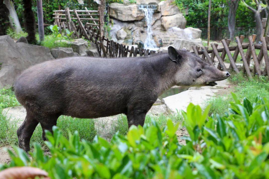 神话传说中的"食梦兽"又叫"梦貘兽","食梦貘"据说,真实版"食梦兽"是
