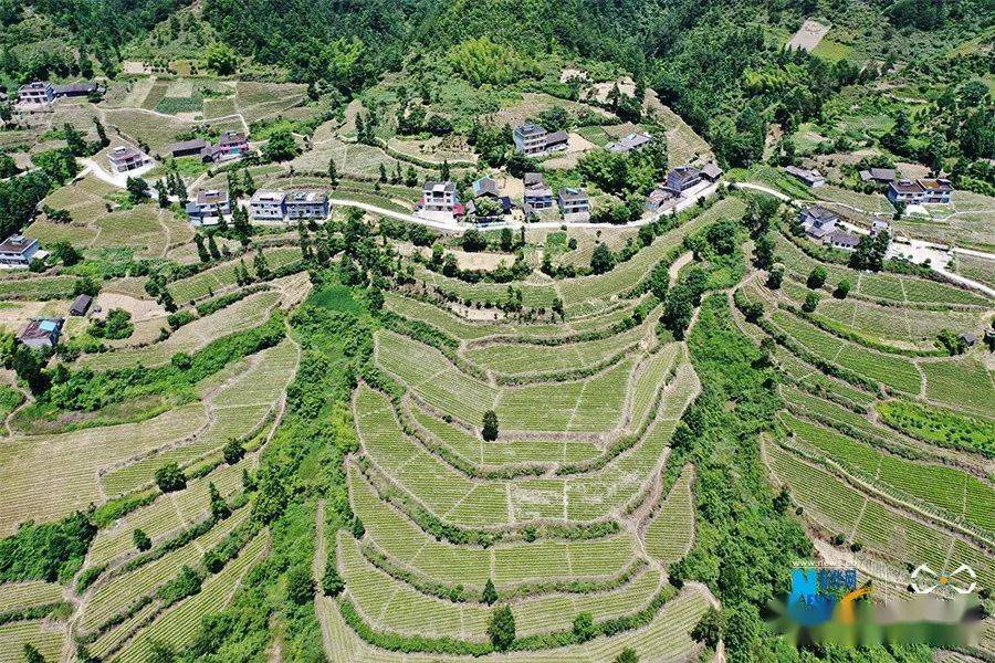 航拍重庆黔江:白茶基地建山间 初夏山村美如画