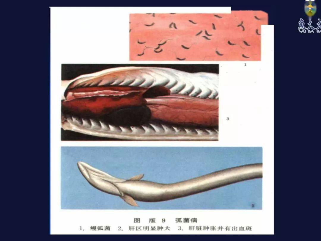 如鳗弧菌,副溶血弧菌,溶藻弧菌,创伤弧菌,哈维氏弧菌 .