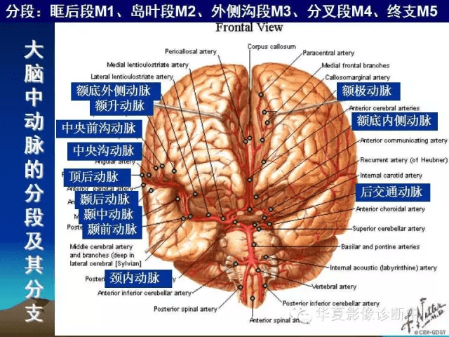 关于脑血管解剖,你想要的都在这里了