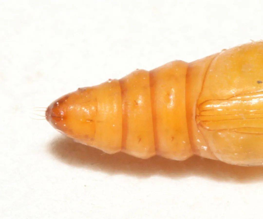 菜螟的蛹体长7～9 mm,黄褐色,翅芽接近第4腹节后缘,腹部背面隐约可见5