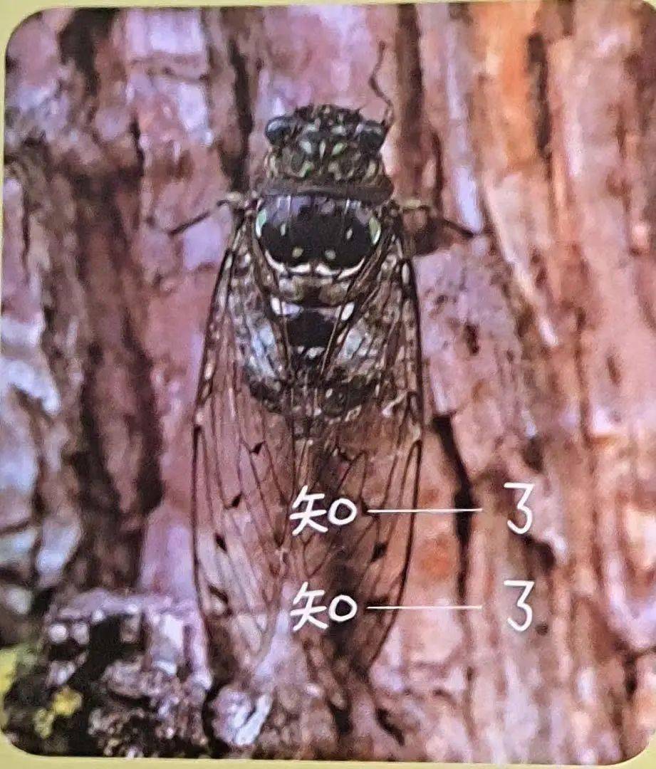 蒙古寒蝉在较高,较开阔的地方鸣叫.