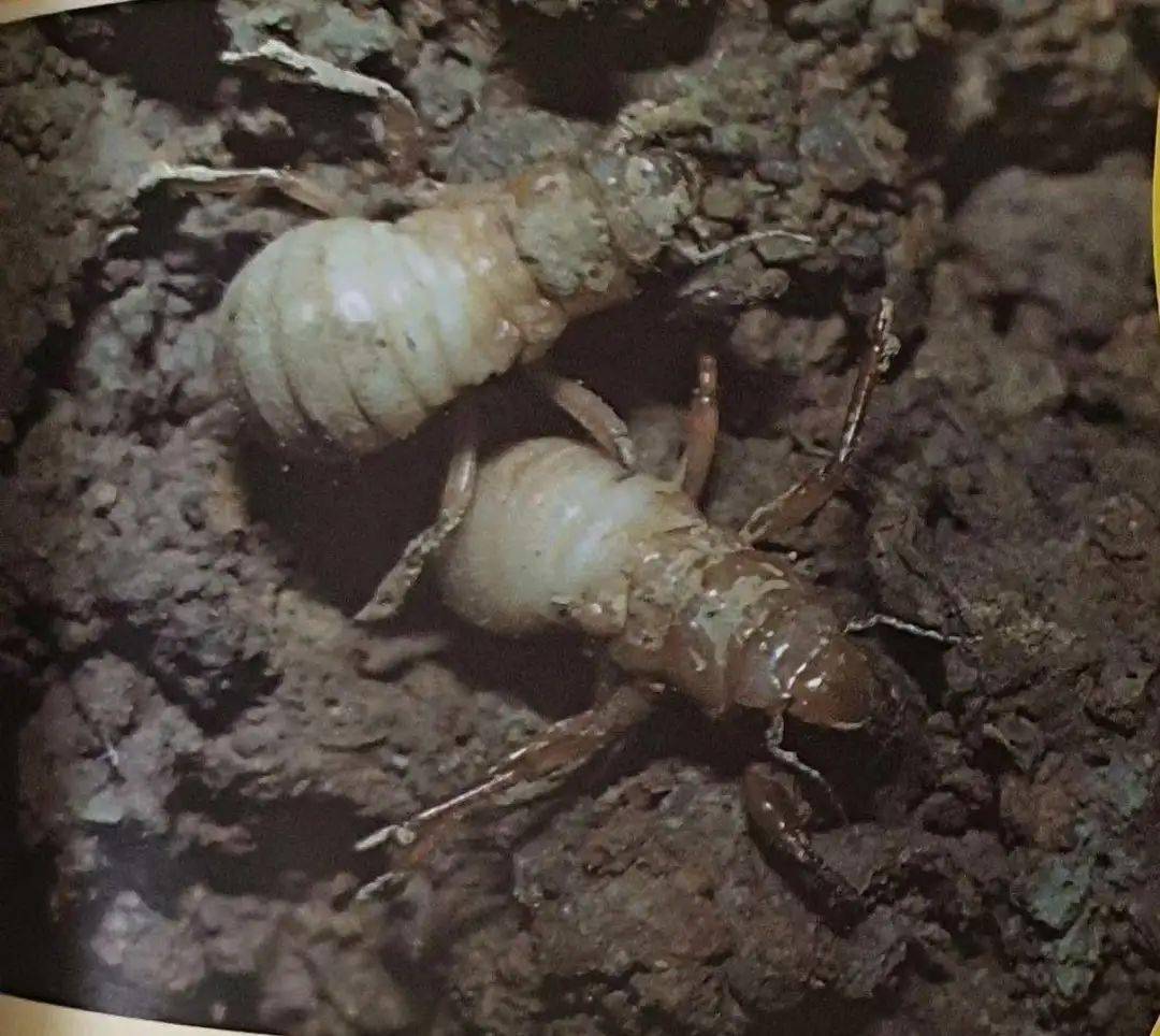 灵动黎园夏至节气系列活动二课程故事蝉