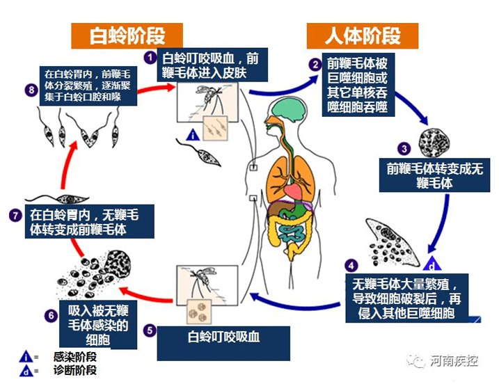 白蛉叮咬被利什曼原虫感染的动物或人(如常见的病犬)后,就会携带能使