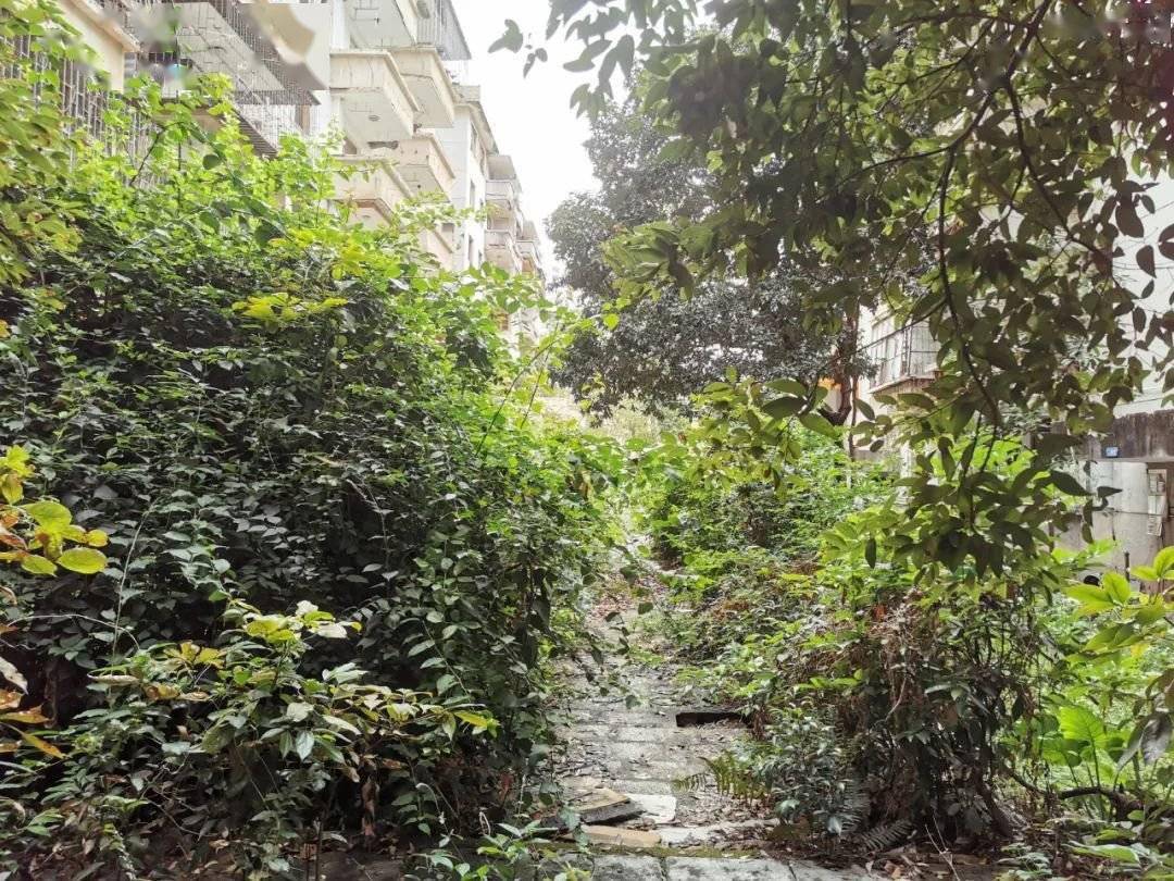 深圳南山旧改南苑新村万科重点项目旧改重启签约率95带南山实验学位