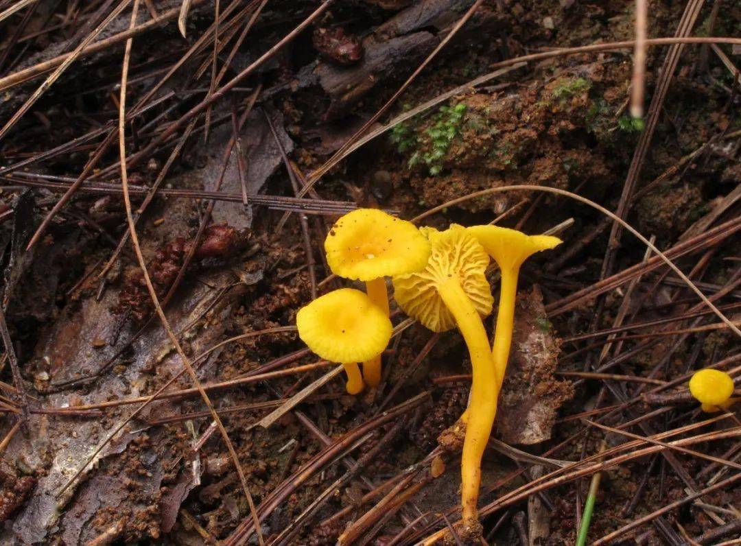 部分色彩不艳,长相不好看的野生蘑菇也是有毒的,如灰色的灰花纹鹅膏