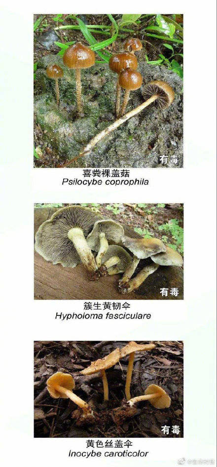 网友|野生菌未必更营养安全长这样的菌别碰