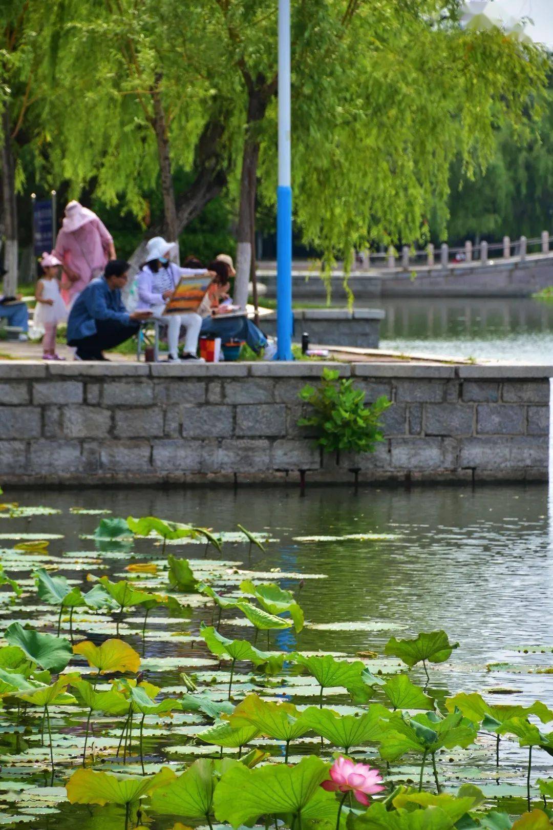 炎天暑月热浪翻腾在大地阳光耀眼灿烂——包恢《莲花》实里中怀独苦心