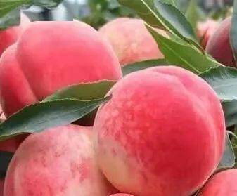 成熟了泰安肥城蜜桃季盛大来袭去吃