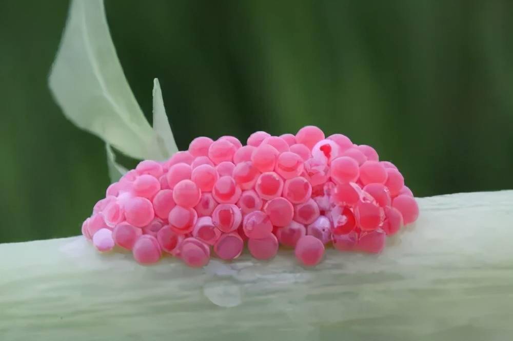 路过这里时,发现水中的草丛里密密麻麻,攀附着肉粉色的团团