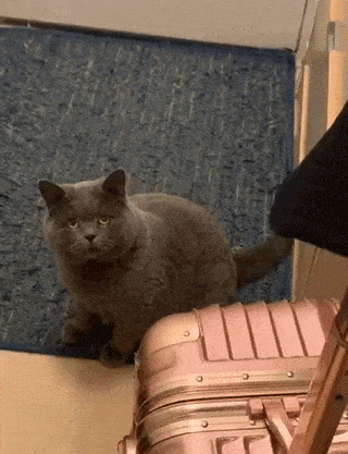 大家觉得猫猫课堂知识实用又有趣,能少白嫖,多点赞转发支持一下吗?