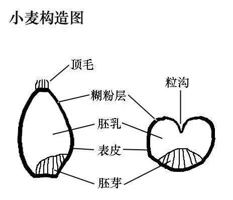 小麦茎横切面构造图图片