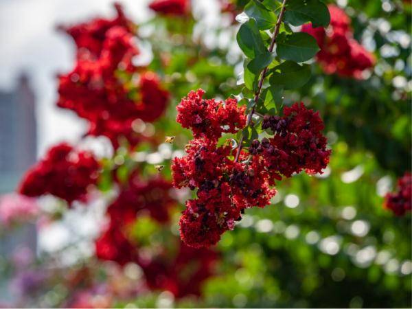 盛花期|“夏紫薇”，全城盛开！