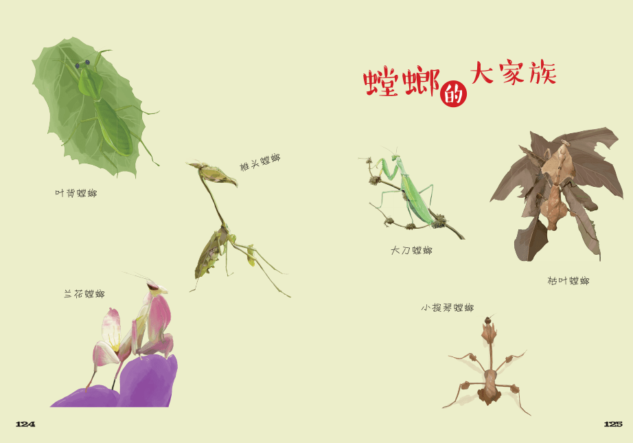 书的最后,以图的形式呈现法布尔原作中以文字记录的螳螂的成长轨迹