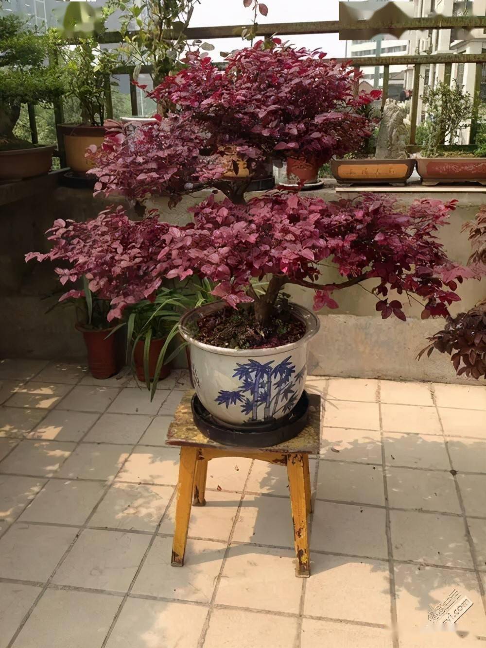 红花檵木全年紫红花期超长养护注意这几点