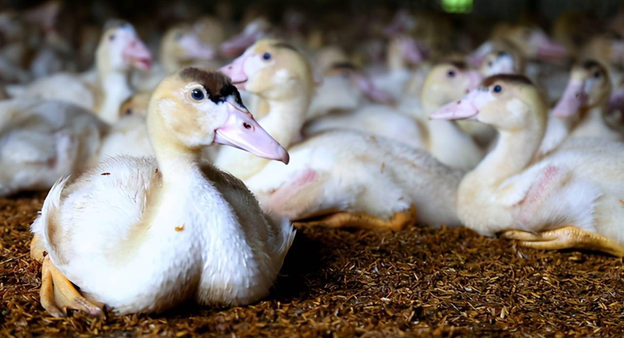 小小番鸭引动三产融合发展助力阜南乡村振兴续新篇