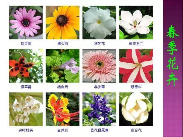 超全常见花卉植物图谱1332种