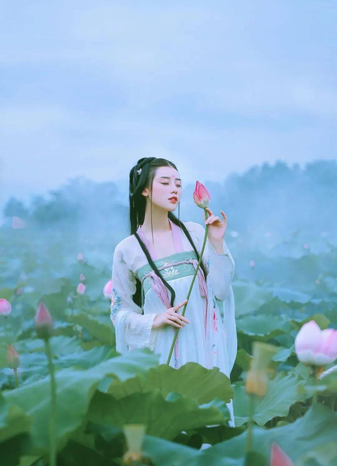 又见一"莲"幽梦~秦皇岛百亩莲花终于睡醒啦~错过就要等一年