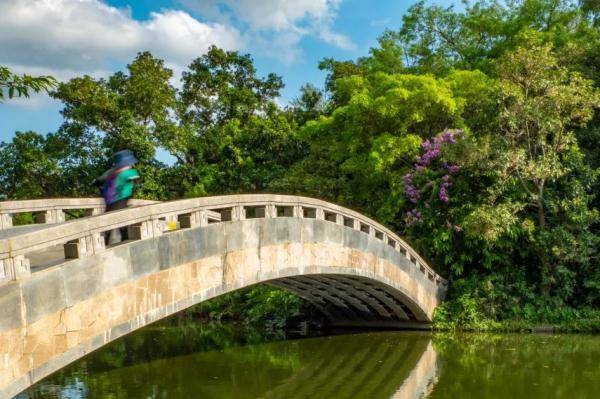 盛花期|“夏紫薇”，全城盛开！