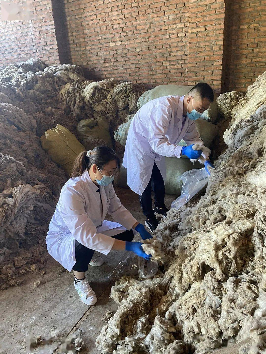 我为群众办实事深入牧区送服务内蒙古纤维质量中心兴安盟实验室羊毛