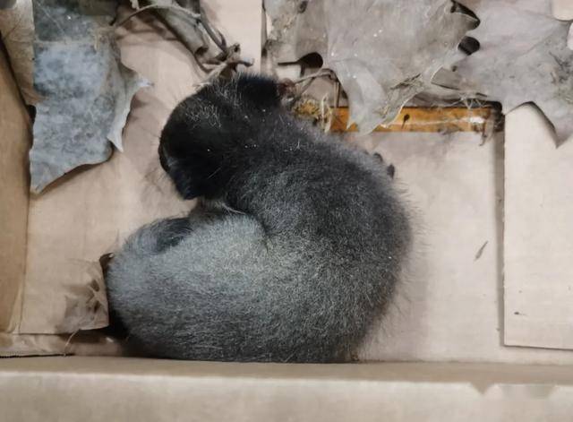 小区内惊现果子狸,蜀黍来"处理"._保护