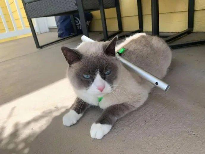 猫的英文怎么拼 e1ab7f6f20cb4ca68c110a5ec50b86d1.jpeg