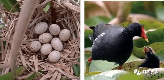稀客到访青岛人频频偶遇神奇动物多图速戳
