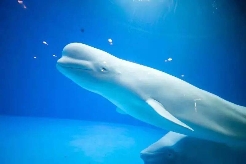 芜湖海洋馆大白鲸图片