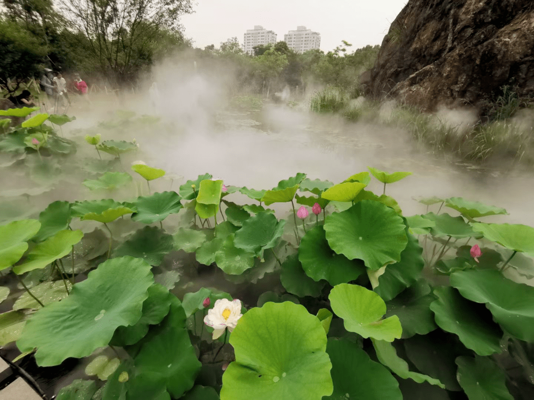 水未来荷花满池塘又是一年赏荷季