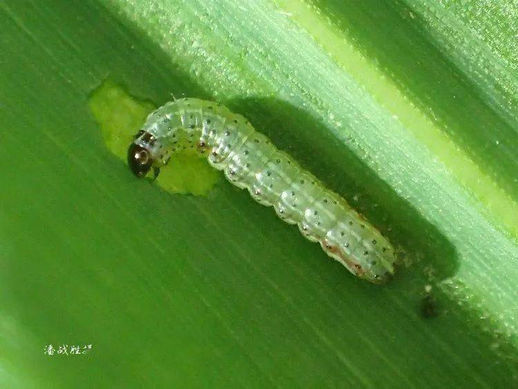 80张高清图片教您识别草地贪夜蛾_幼虫