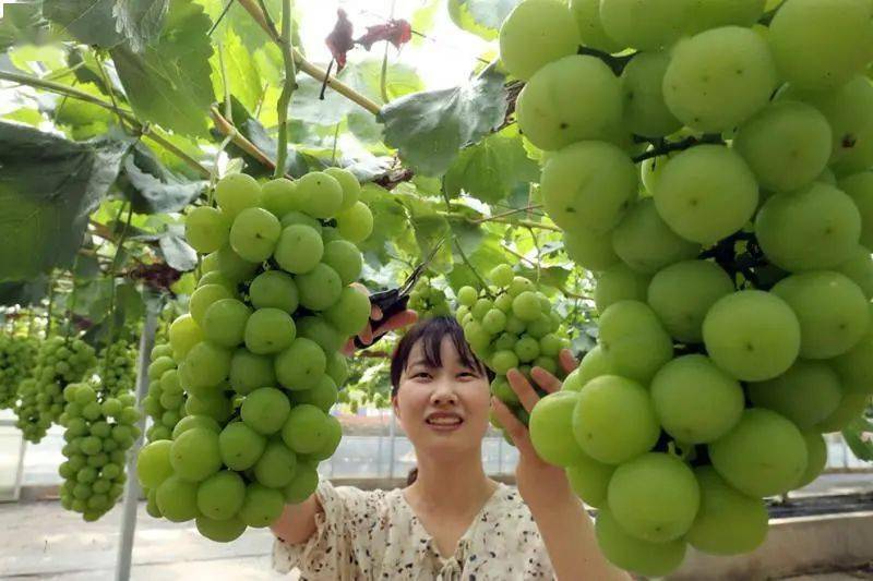 五四农场夏黑葡萄上市上海本地葡萄陆续进入采摘期