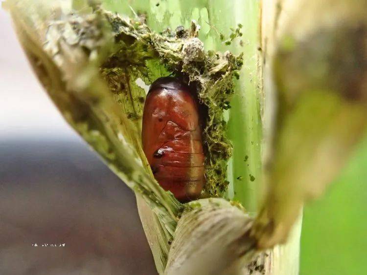 寄生蝇 -----蛹中的寄蝇(寄蝇成虫,寄蝇蛹壳,被寄生的草地贪夜蛾蛹)