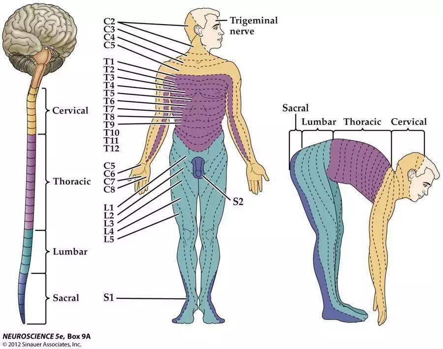 仁济科普带状疱疹是半夜想打滚的疼是会呼吸的痛