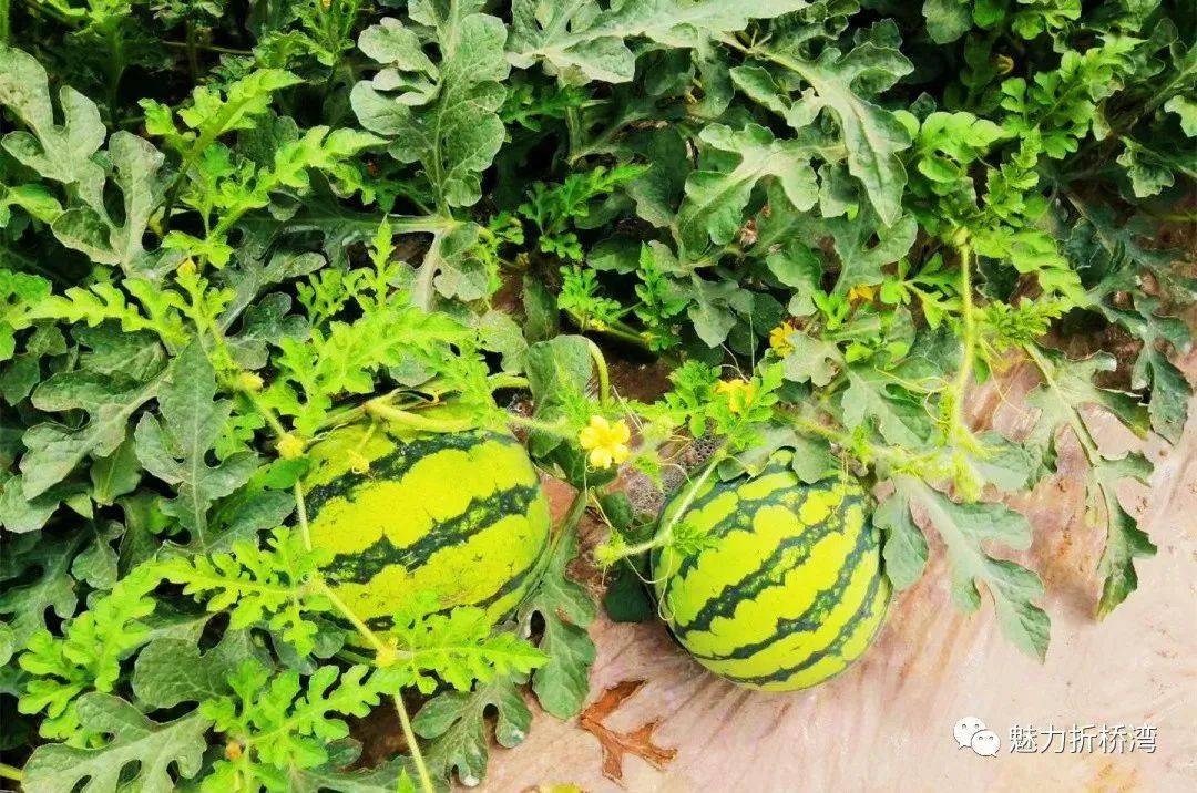 品乡村之美含糖量高含金量更高临夏市折桥镇西瓜产业转型升级的探索