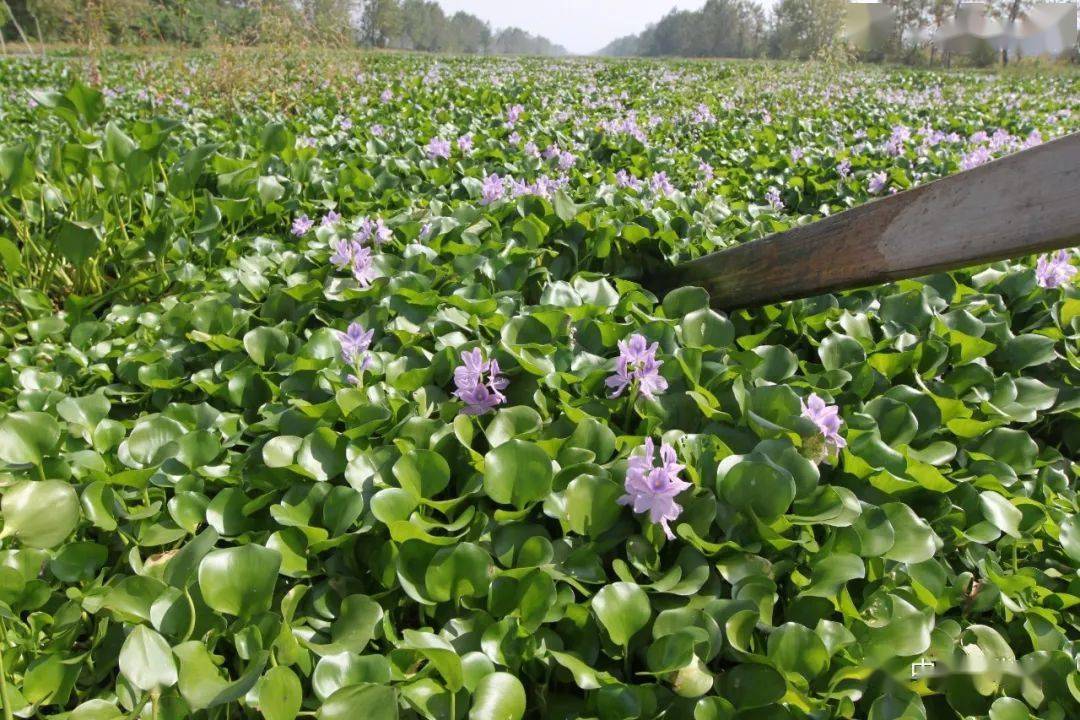 非洲外来入侵物种之痛凤眼莲水葫芦带来的尼罗河流域环境危机