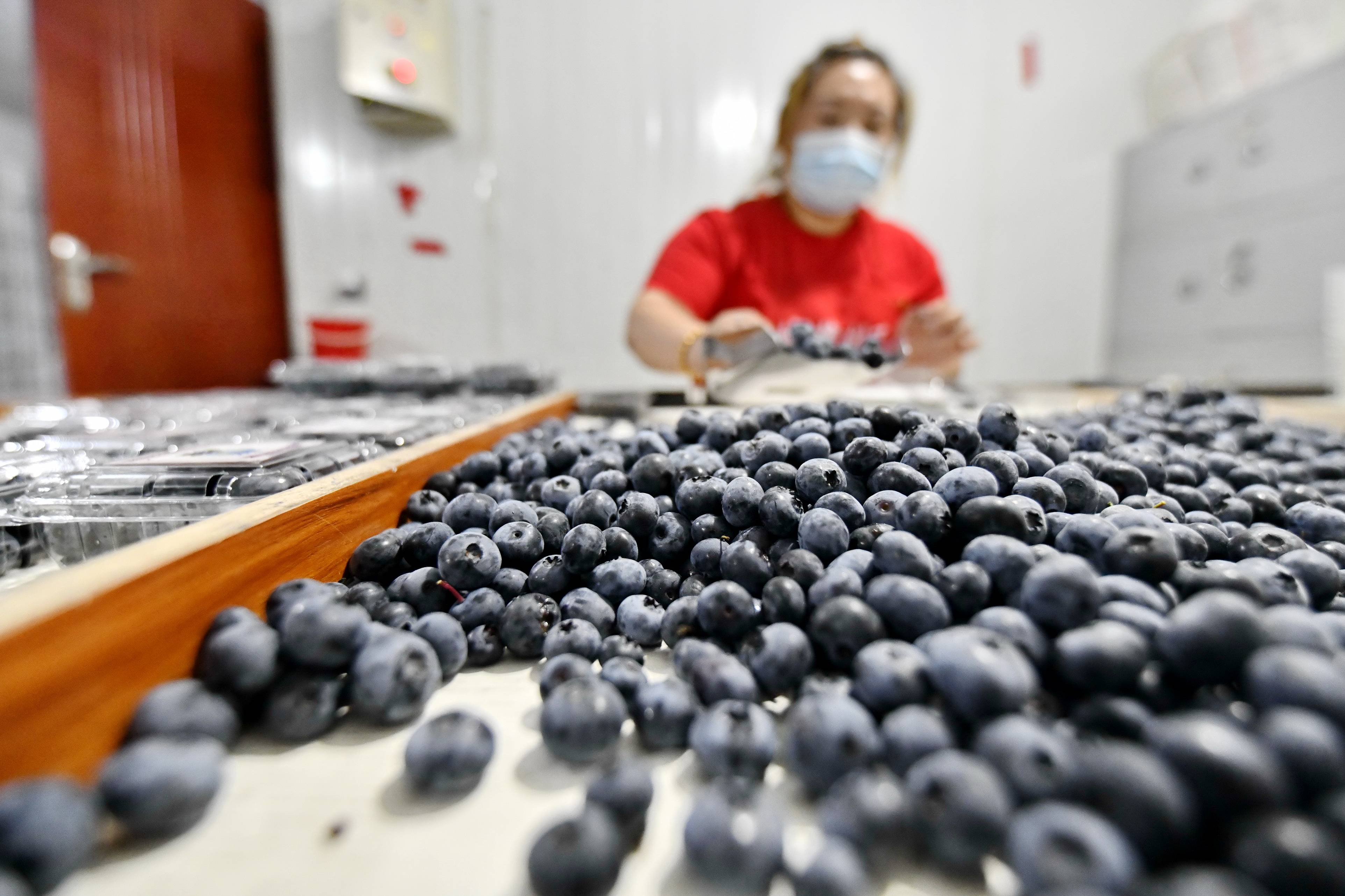 河北滦州:蓝莓采摘正当时