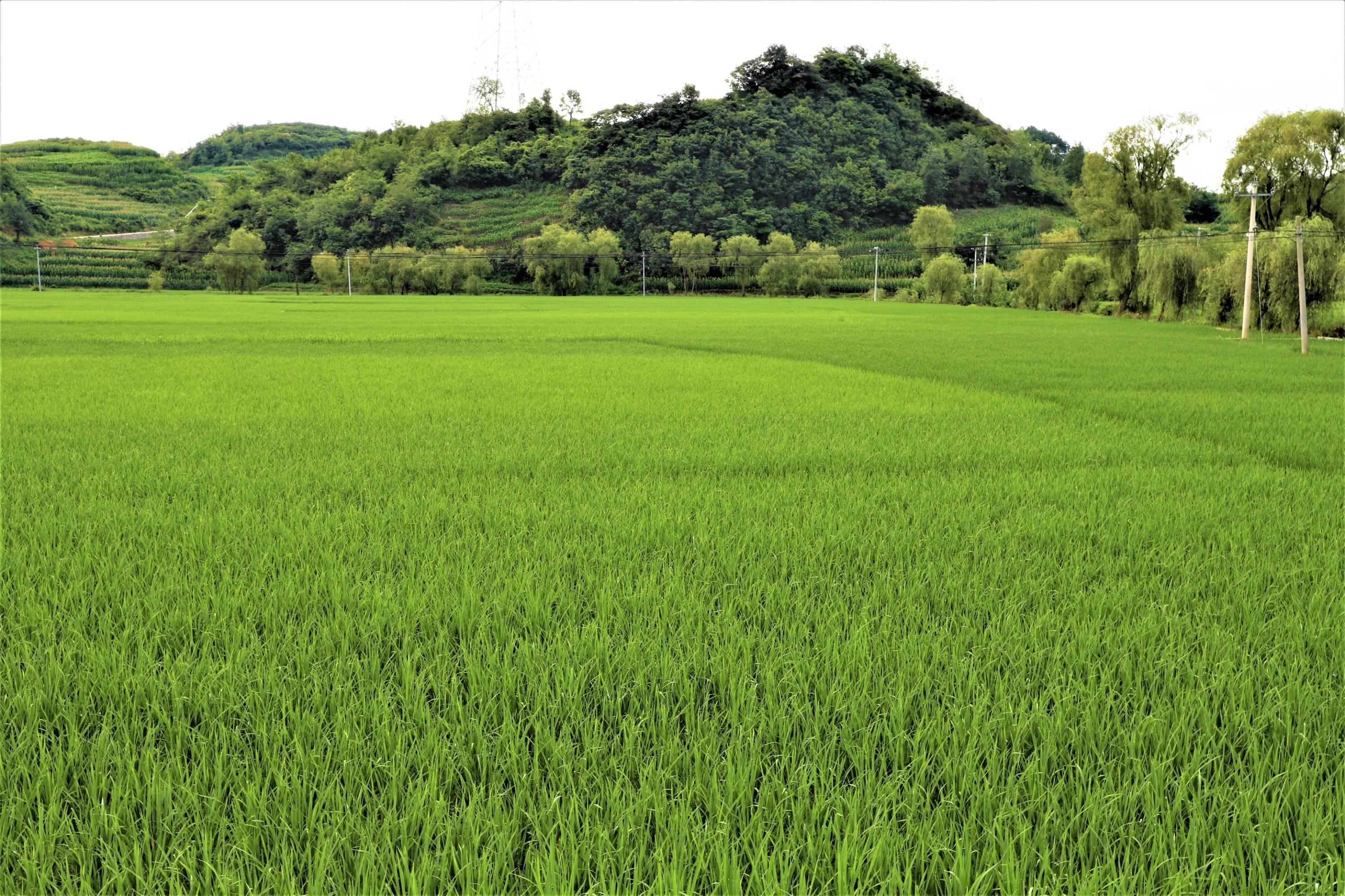 贵州黔西：柳岸水乡万亩稻田绿意盎然