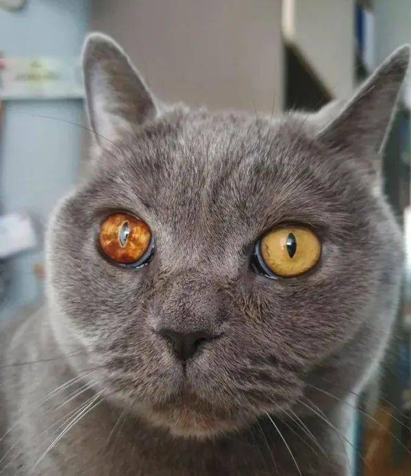 生来就是四只耳朵和一只眼睛,太萌了!