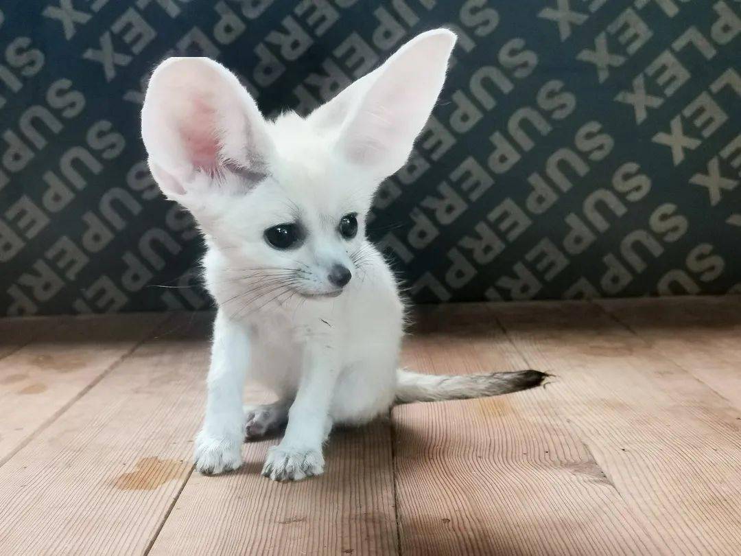 大耳朵的耳廓狐宝宝来啦,你想吸吗?_动物