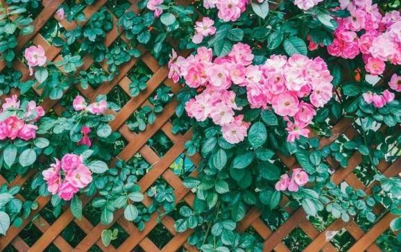 挪威|村上春树经典语录，每一句都能触动你的心扉