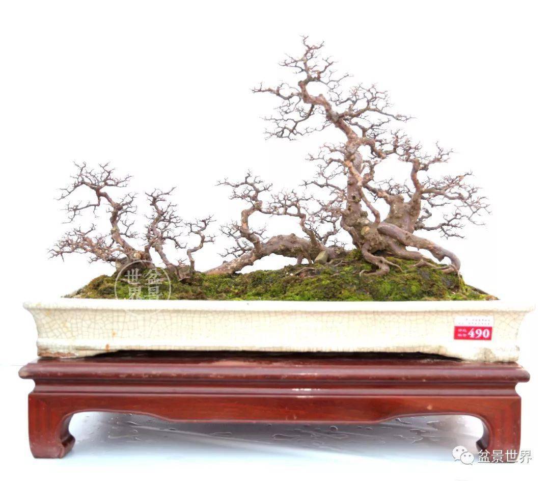 最美的100盆雀梅盆景(建议收藏)-大秦号