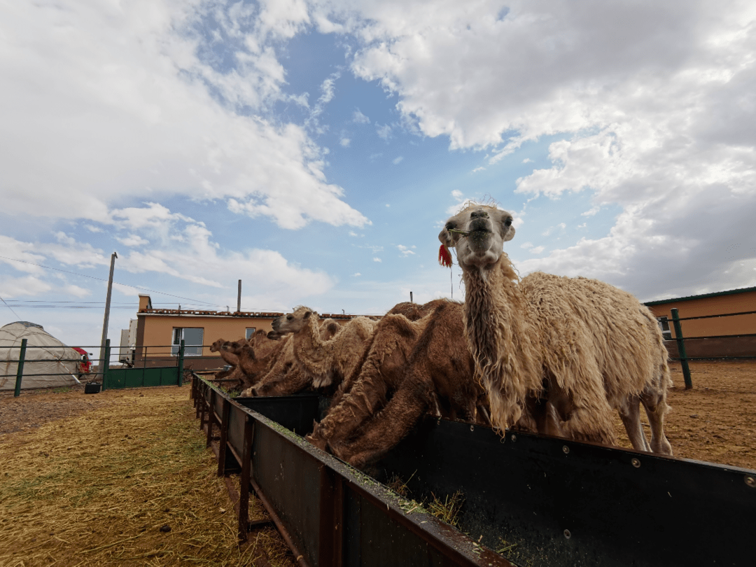 擎画骆驼产业蓝图，全力助推乡村振兴