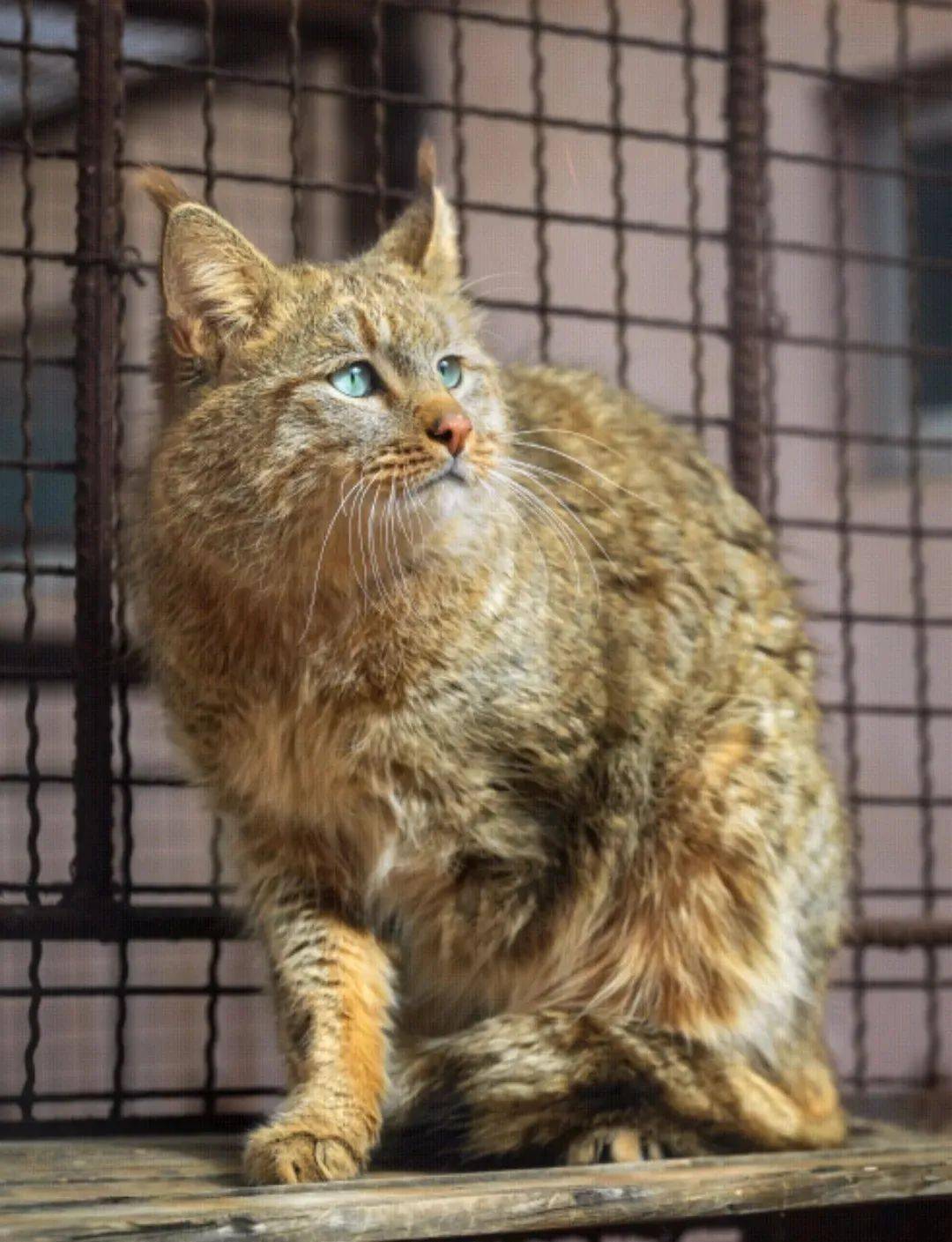 大熊猫被降级,珍禽异兽频频现身,啥情况?