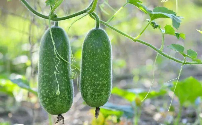 它是夏季"第一瓜":消暑,降脂,护血管……好吃又便宜,错过太可惜