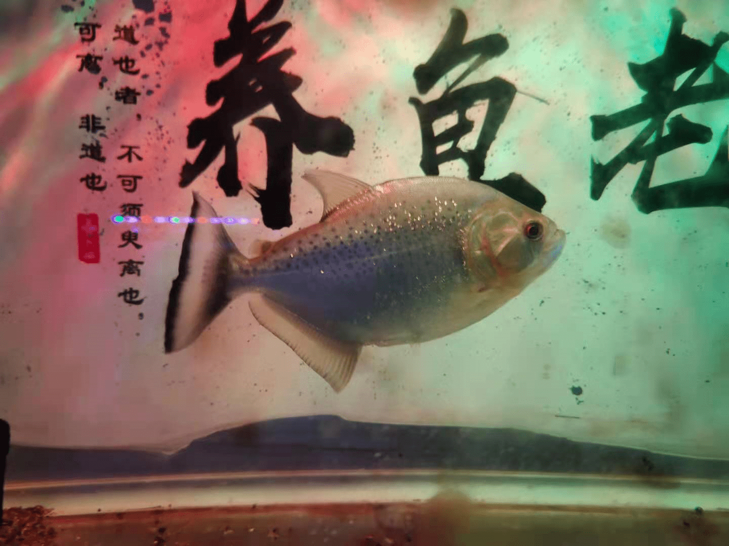 8effd1794b9a4e85b0ad206577ea6d22.png