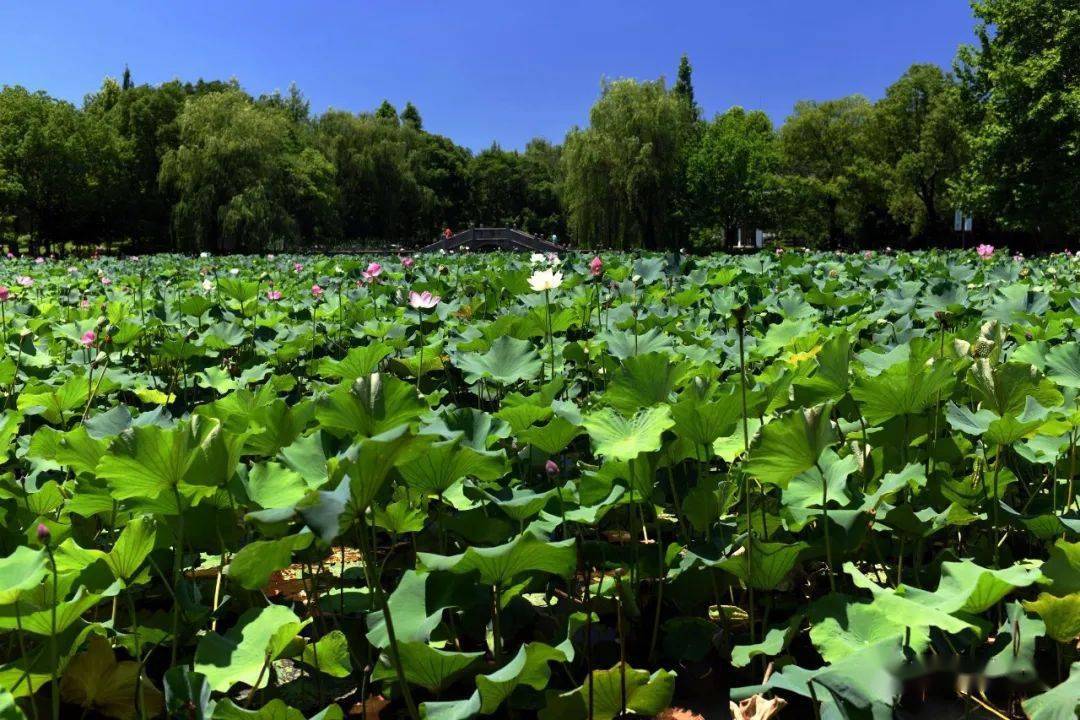 西施豆腐,是诸暨的名菜.晚饭同样十分丰盛,天天如此,感谢郦昶的父母.