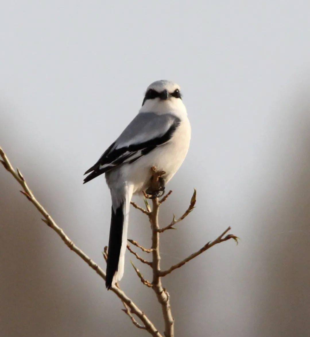 独立枝头—内蒙古奈曼孟家段国家湿地公园管理处飞鸟—内蒙古奈曼孟家