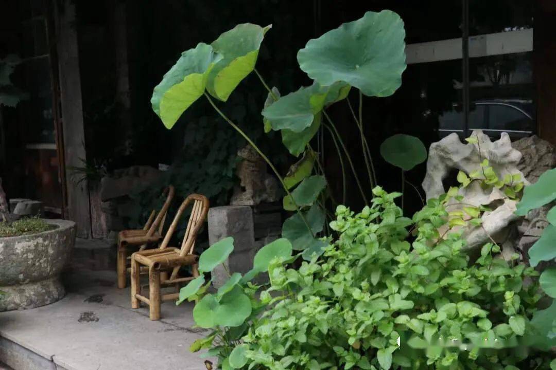 夏天,有个小院乘凉喝茶那该多好~_院子