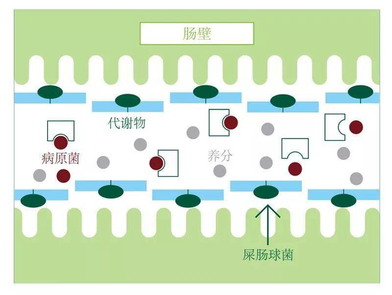 彼奧舒,初生雛全方位保護的益生菌複合物_腸道